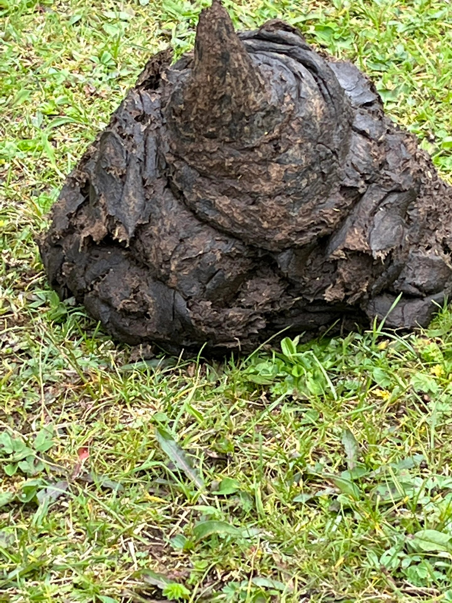 牛拉的屎真的很像这个表情包