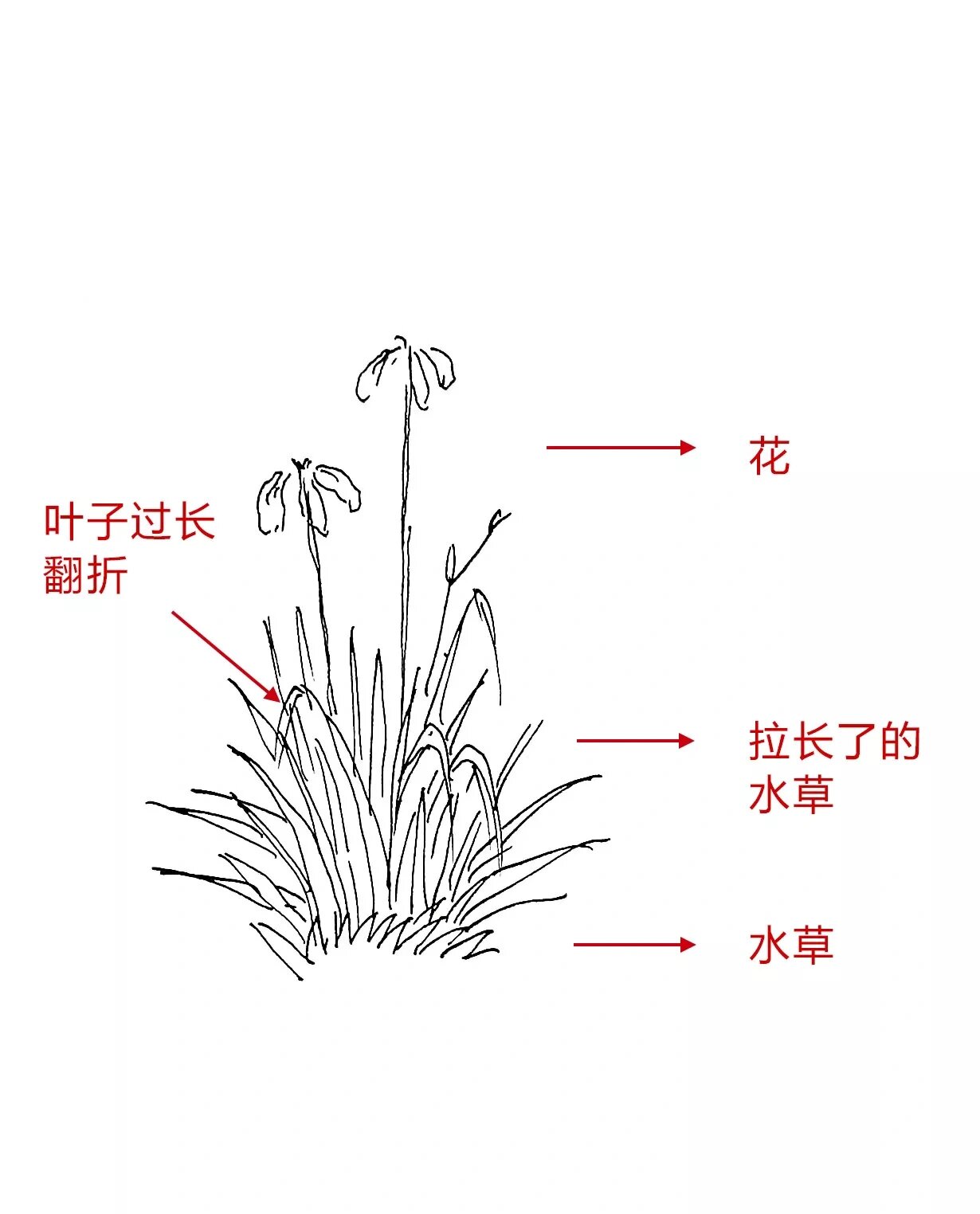 水草的画法大全图片