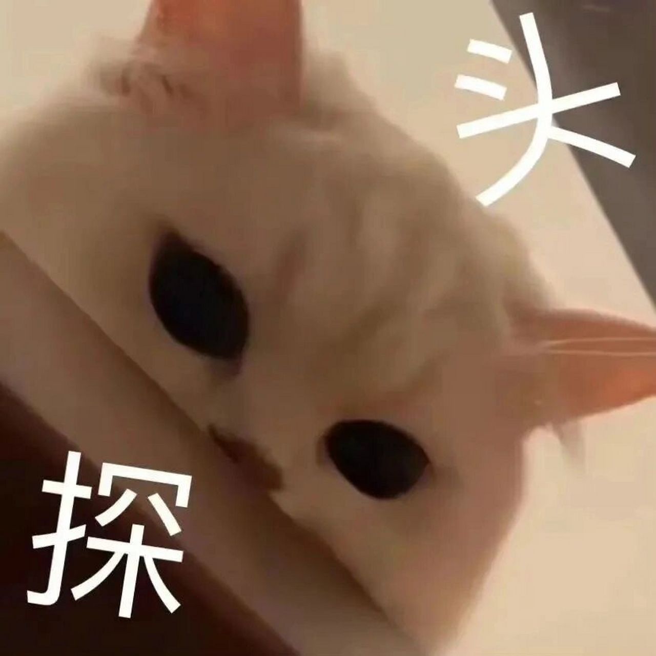 囤点表情包|人呢?