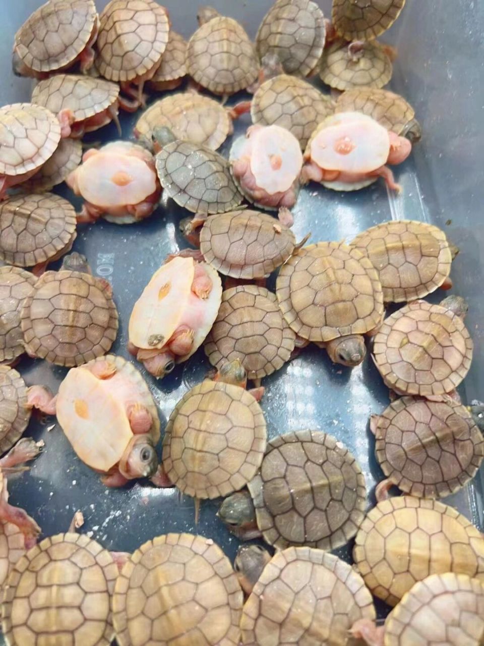 变异巴西龟,黄金果冻品种刚出生的干苗未下水