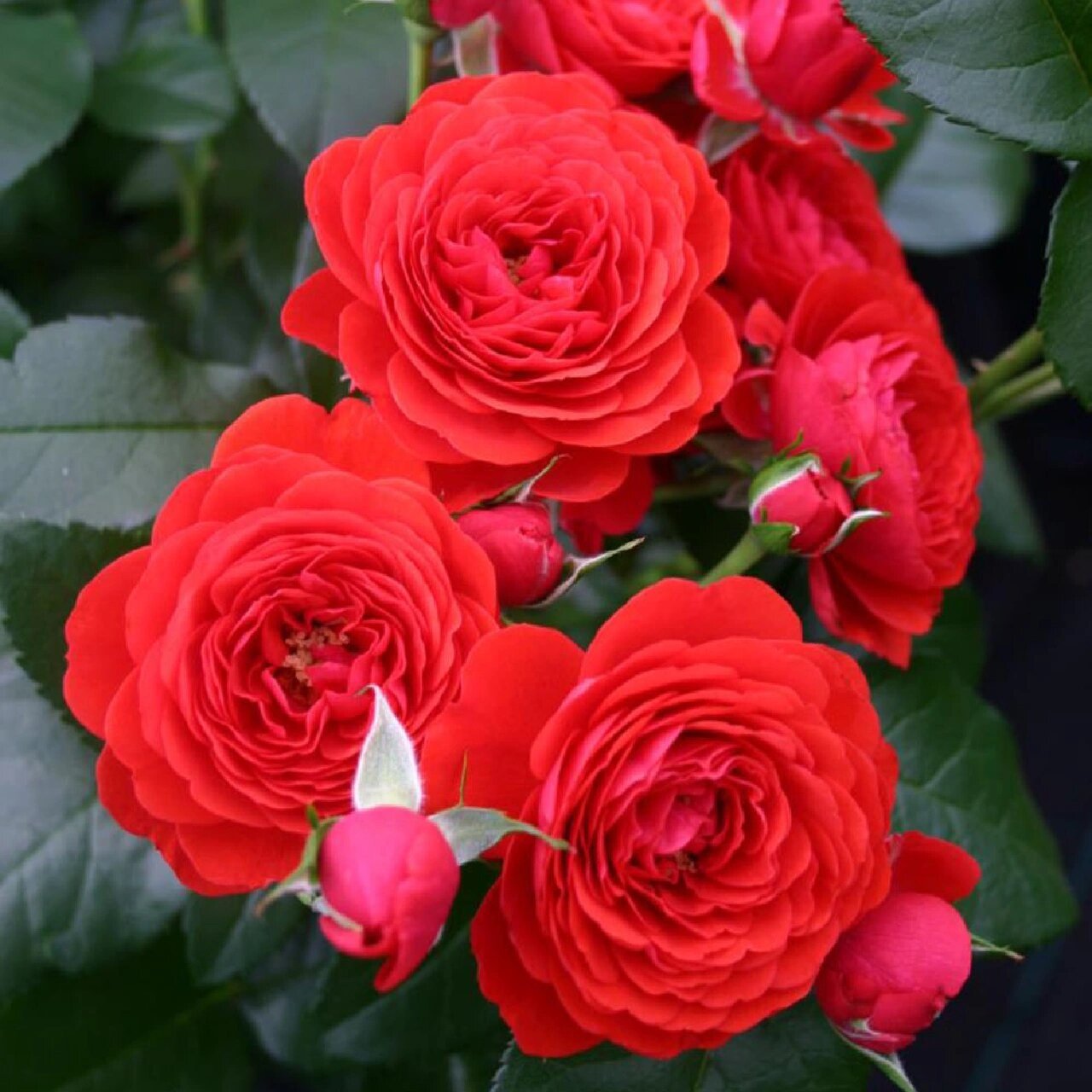 带你每天认识一种月季第15天|奇卡门廊 奇卡门廊,官方介绍是"充满活力