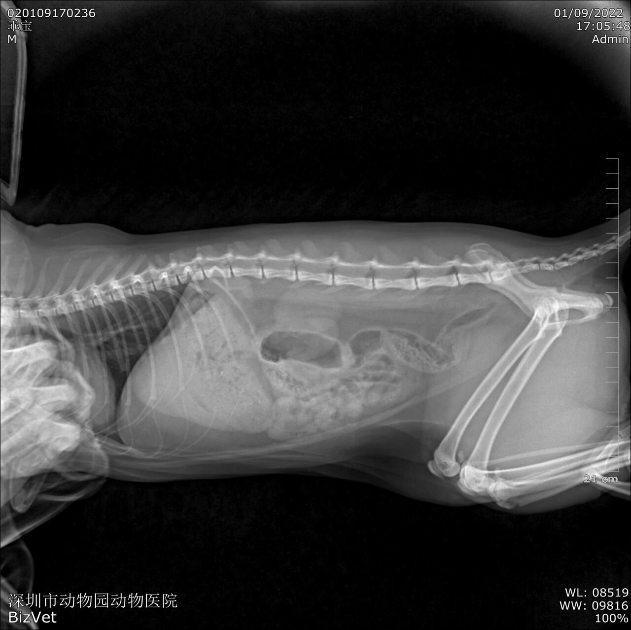猫x光片怎么看毛球?