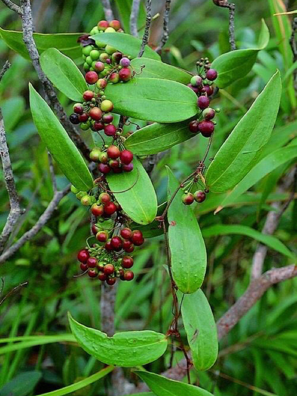 为多孔菌科真菌茯苓poria cocos(schw.)wolf的干燥菌核.