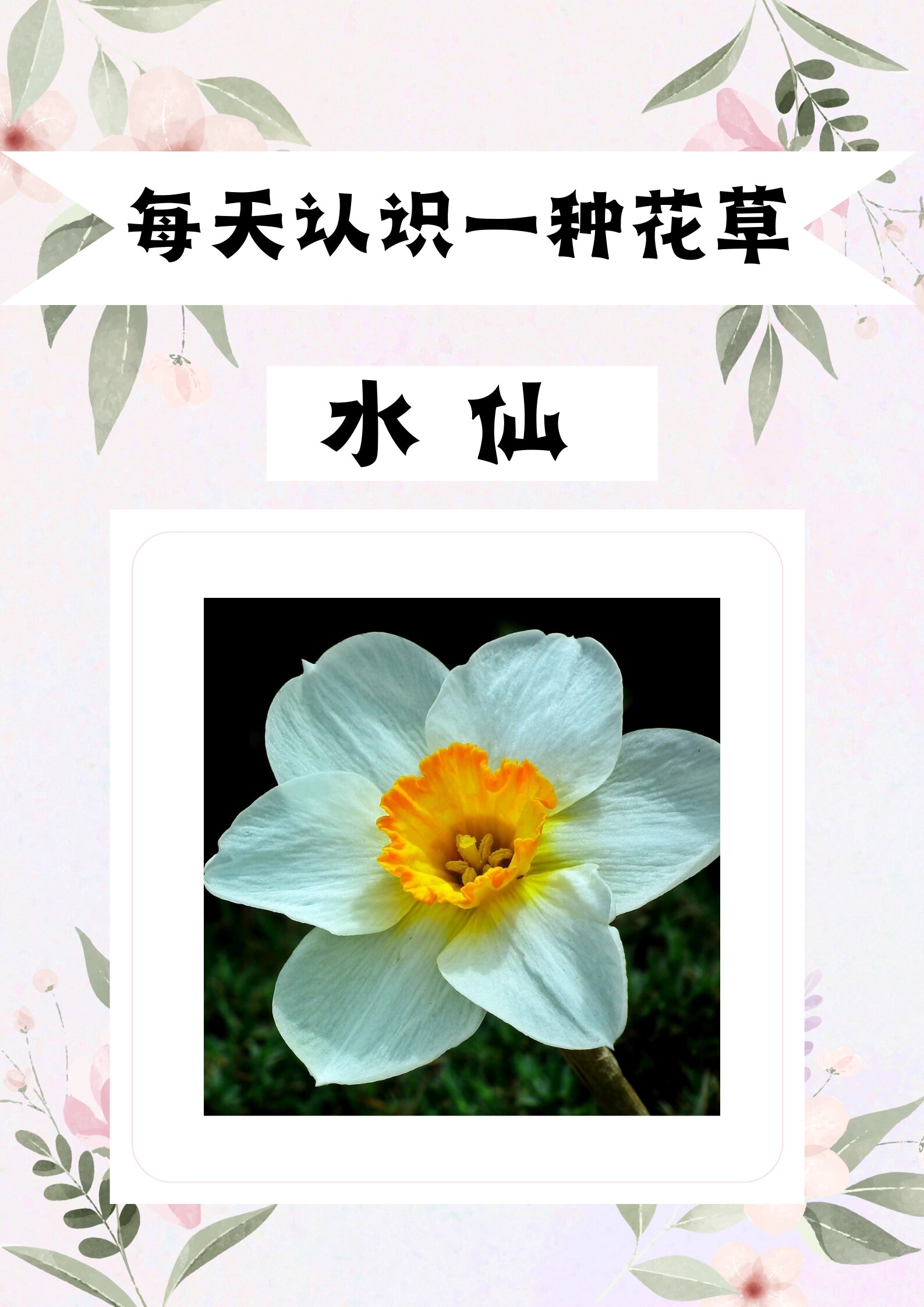 水仙花的介绍资料简单图片