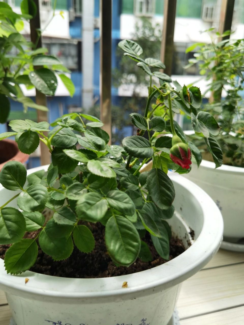 月季花苞垂头是怎么回事