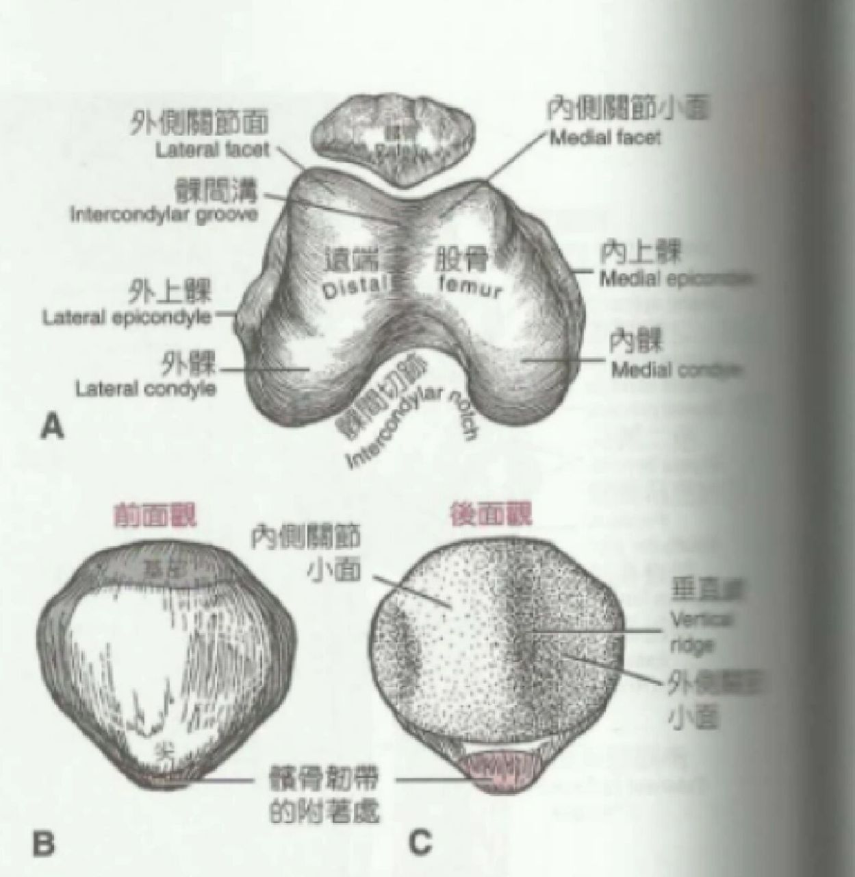 髌下脂肪垫 解剖图片