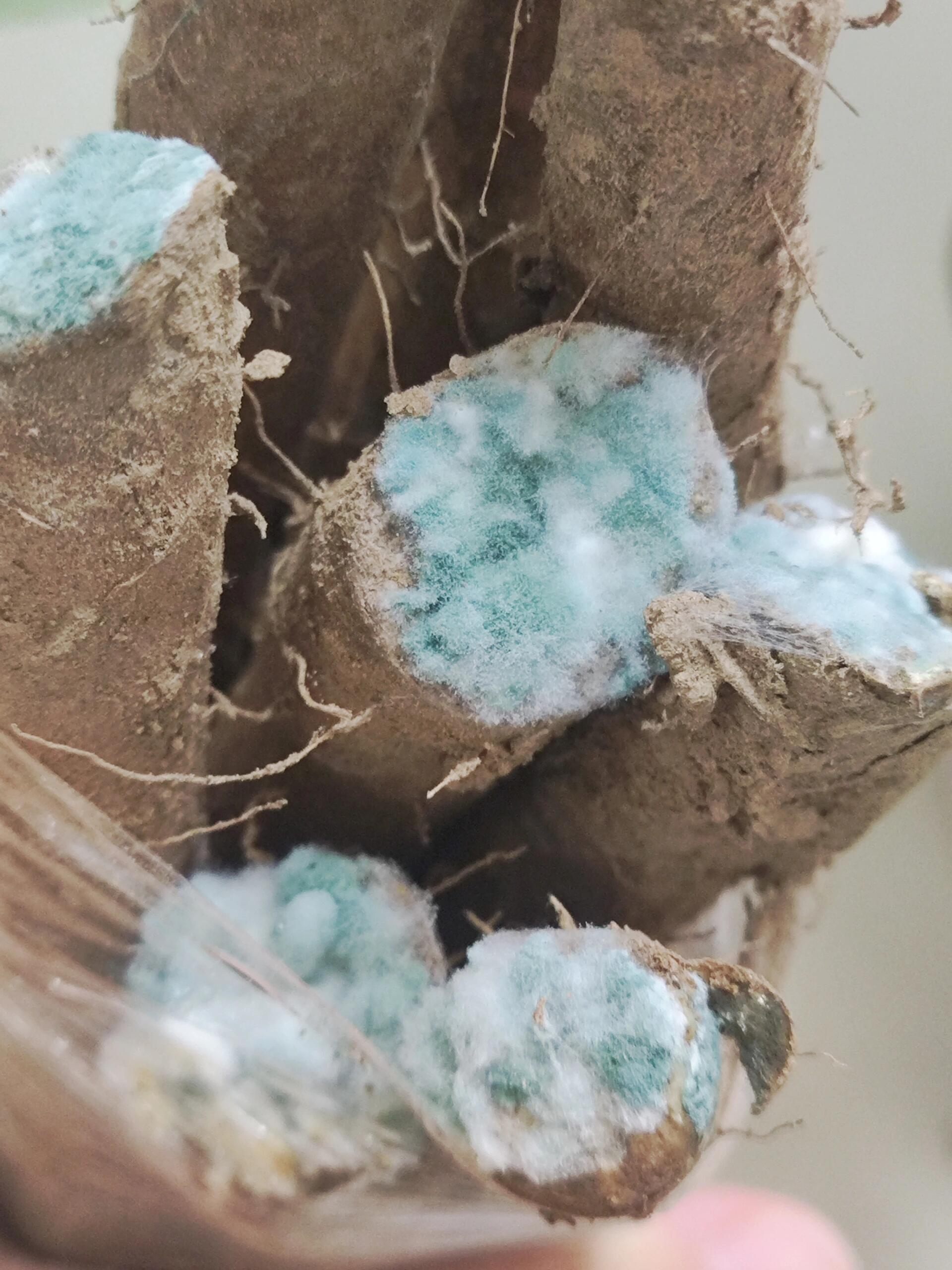 山药发霉了 大概一个星期前在美团上买了山药,随手就放到了菜淘淘的