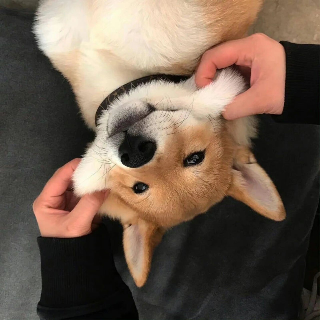 狗狗头像|每一张都好可爱0606 狗狗大头照来袭 	 有你喜欢的么?