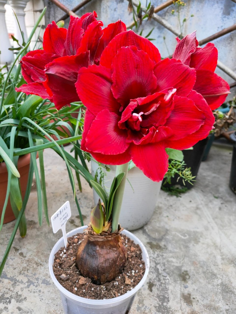 秘鲁新品朱顶红蒂卡女王,花瓣厚实丝绒质感,花型和重瓣黑天鹅还是有