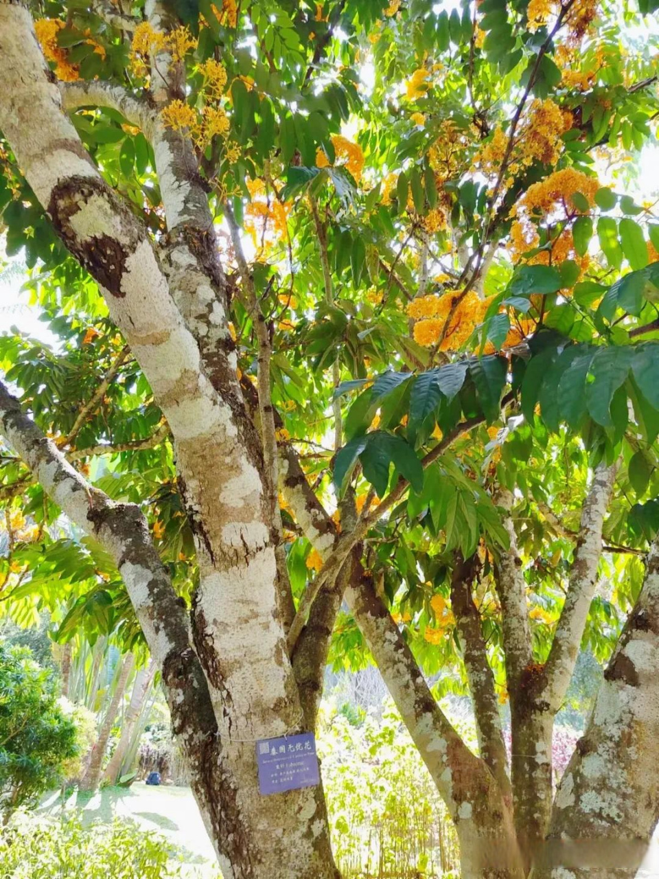 云南植物研学之旅系列(25)———佛教圣树,无忧花.