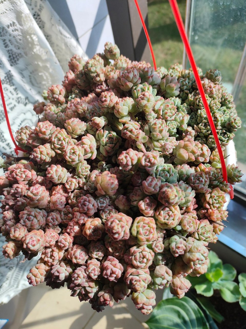 焦糖精灵多肉真美腻 昨天刚到货的焦糖精灵,今天就出太阳了7715