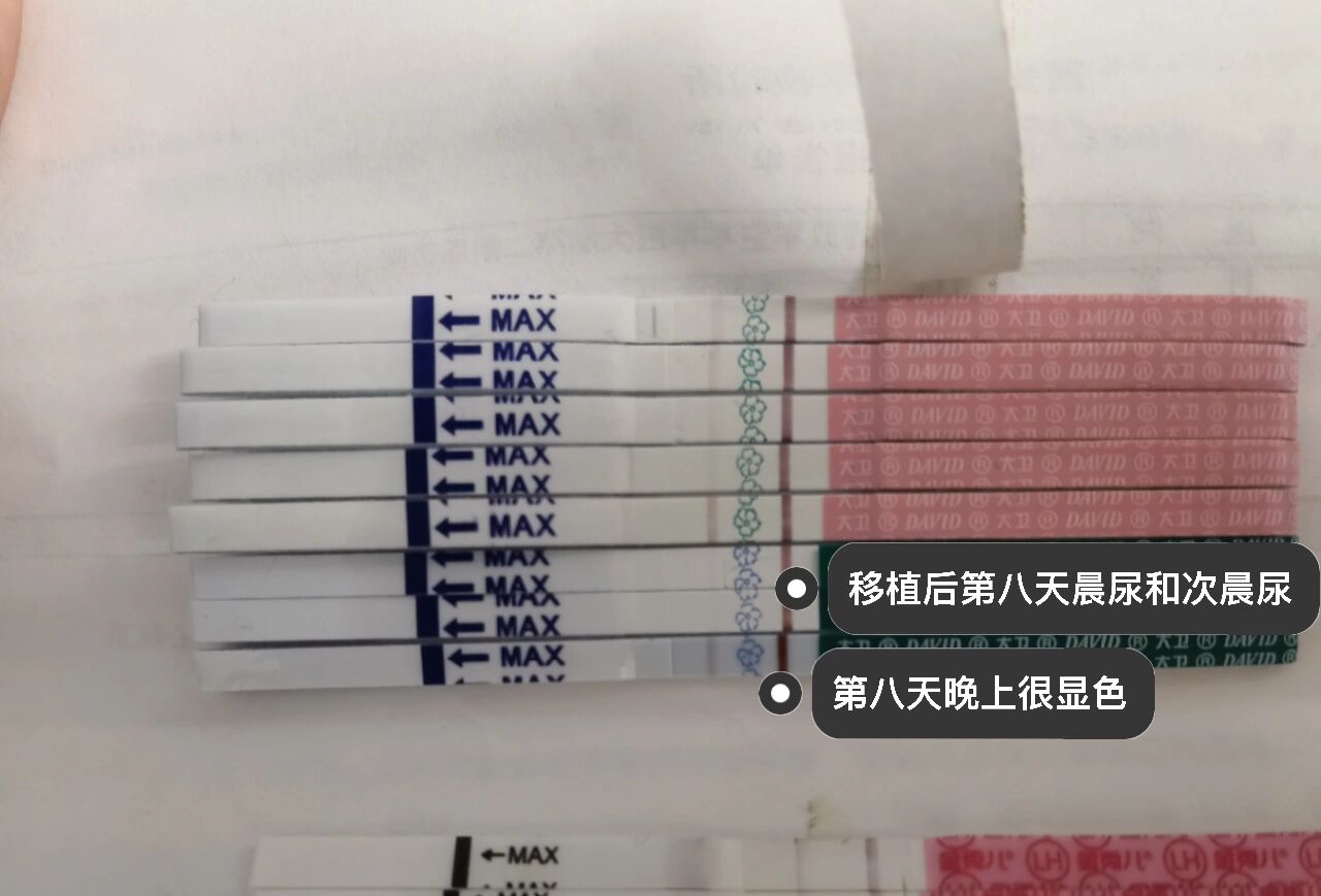 关于试管移植后第八天