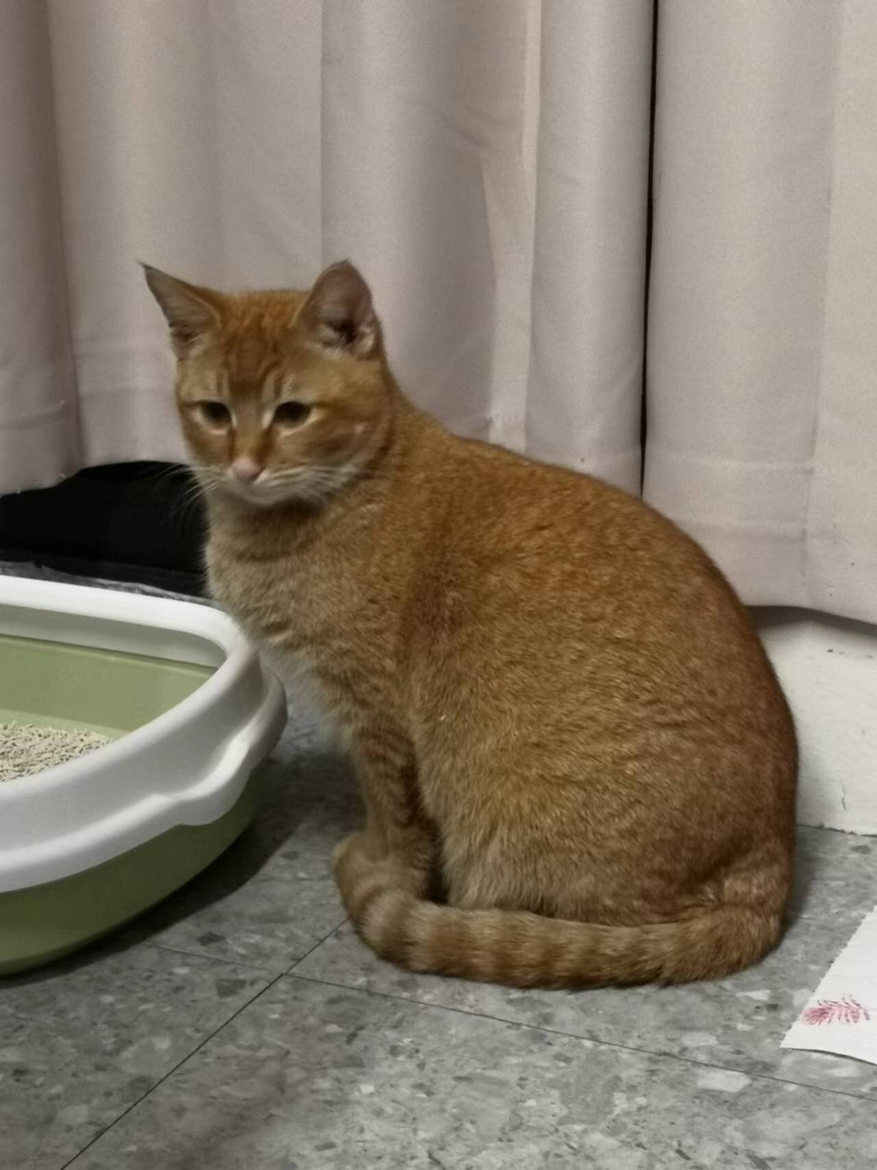 猫猫领养 猕猴桃一样的小雀猫 雀雀: 七个月 弟弟 疫情期间出生在高校