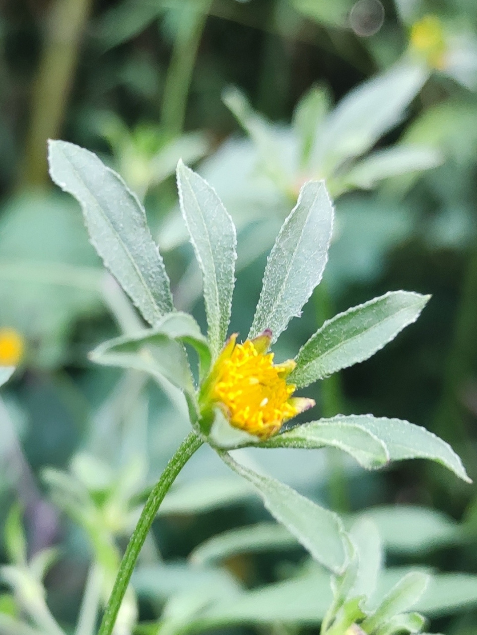 狼杷草  25岁才第一次知道这种草的名字 狼杷草又名夜叉头,是鬼针草属