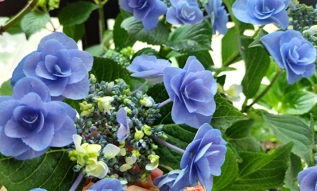 绣球妖精之瞳,虽然有点秃,可依旧美腻.