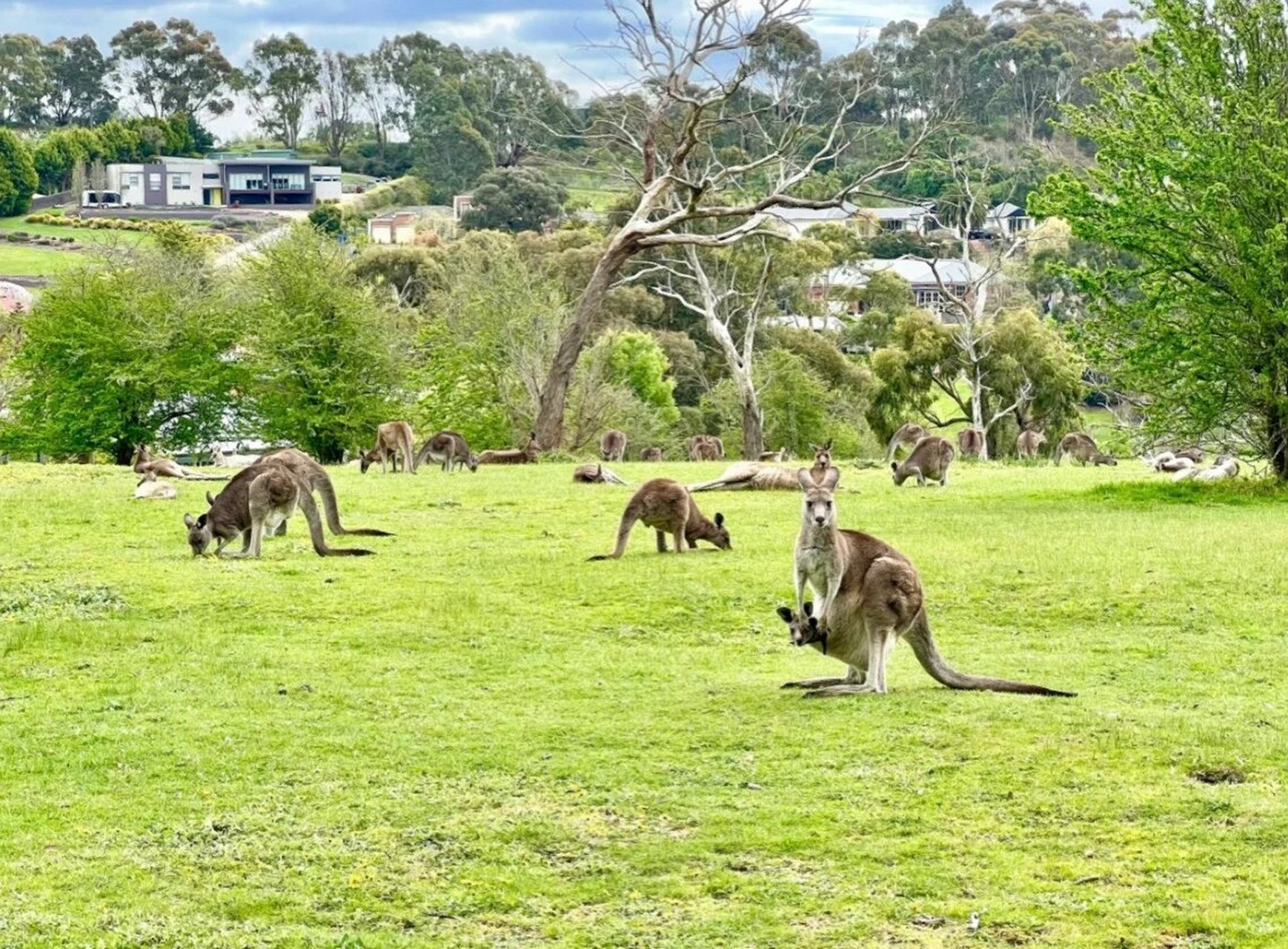 每日动物小灶课:袋鼠06 中文名: 袋鼠 界: 动物界 门: 脊索动物门