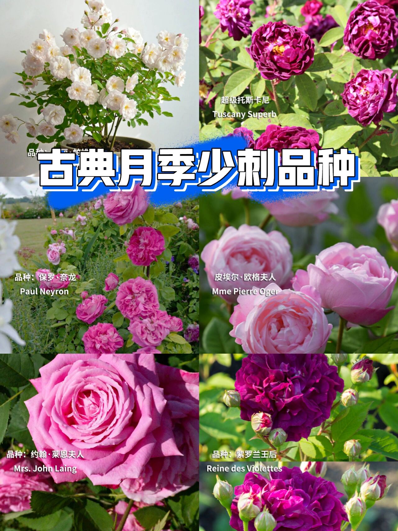 古典月季少刺品种推荐