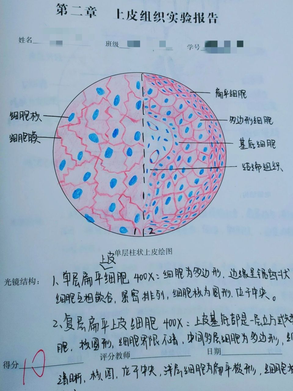 红蓝铅笔手绘图 单层扁平上皮细胞 复层扁平上皮细胞 疏松结缔组织 血