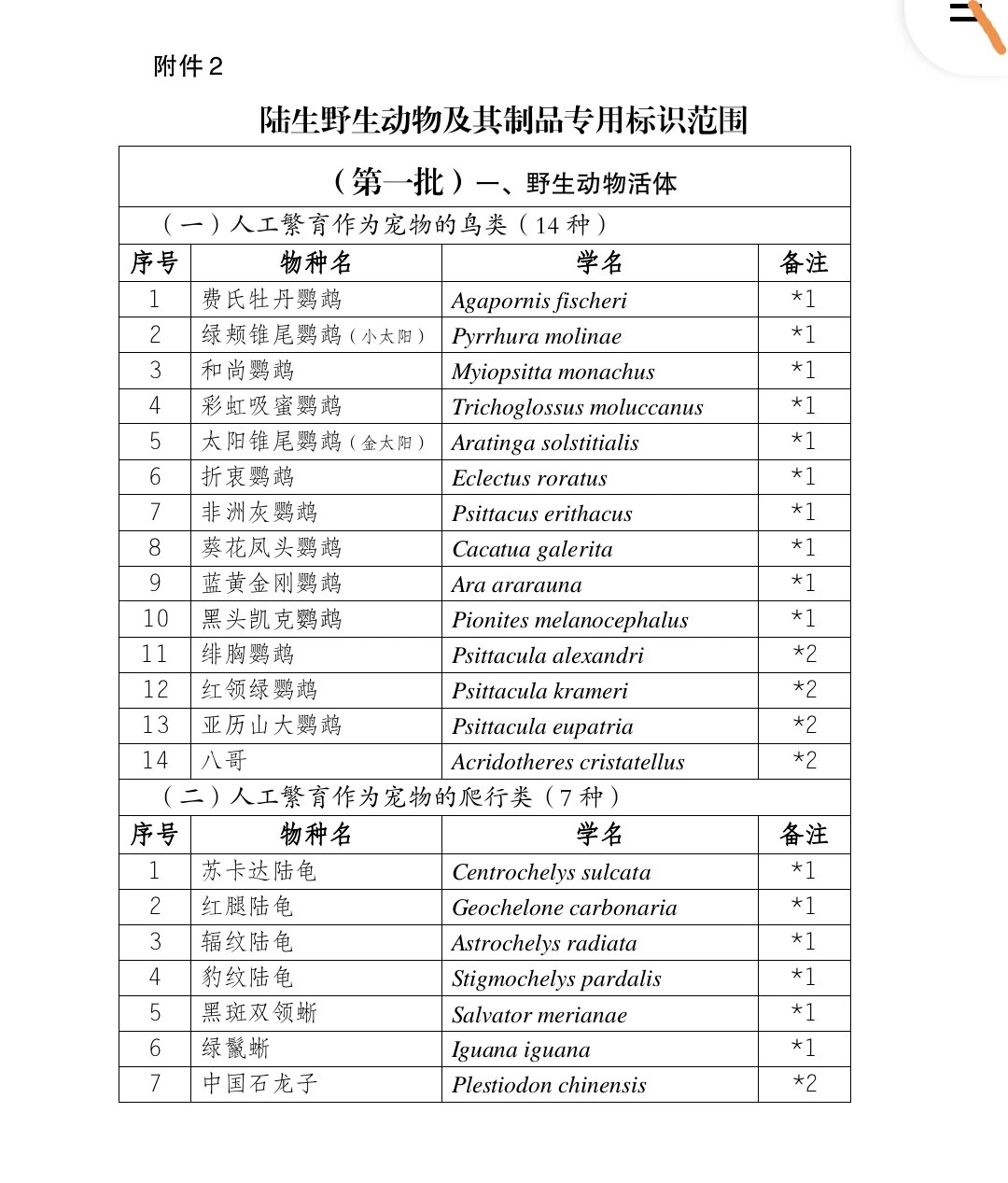 非洲灰鹦鹉即将迎来开放