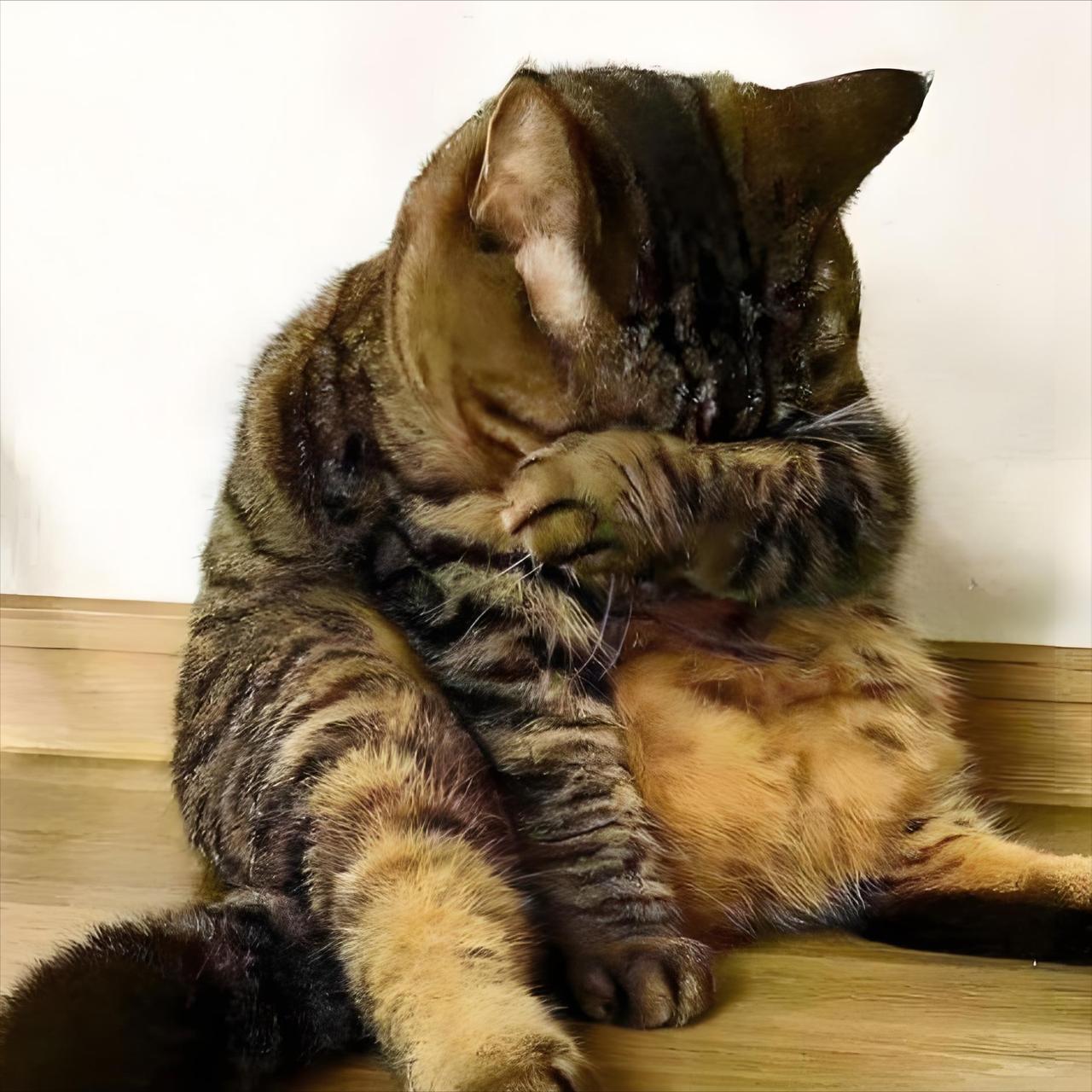 猫咪出糗时装作很忙,是为了缓解尴尬吗?