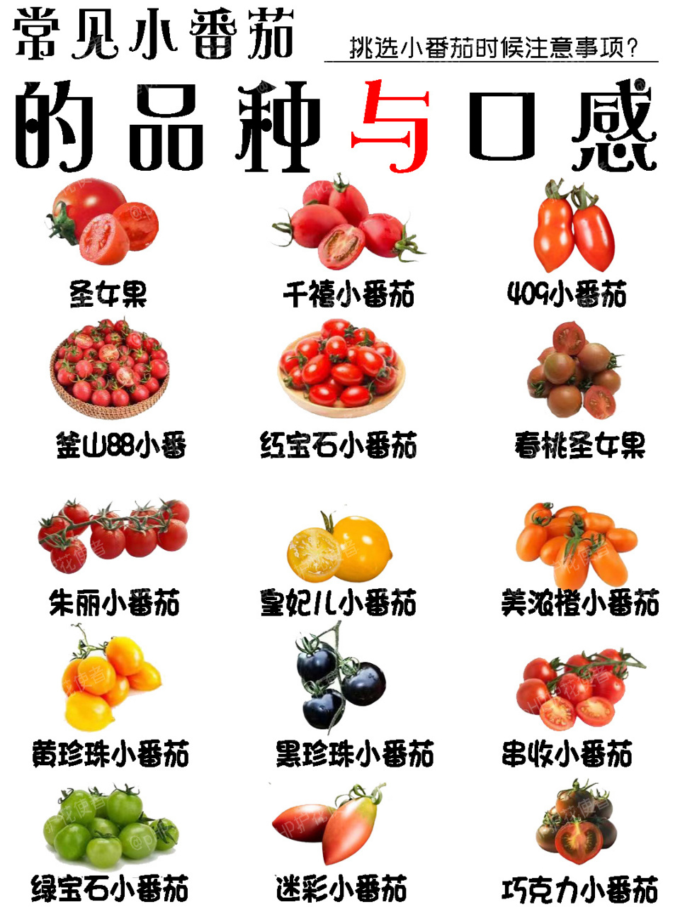 不是所有的小番茄都叫圣女果|小番茄说明书 常见小番茄97的品种与