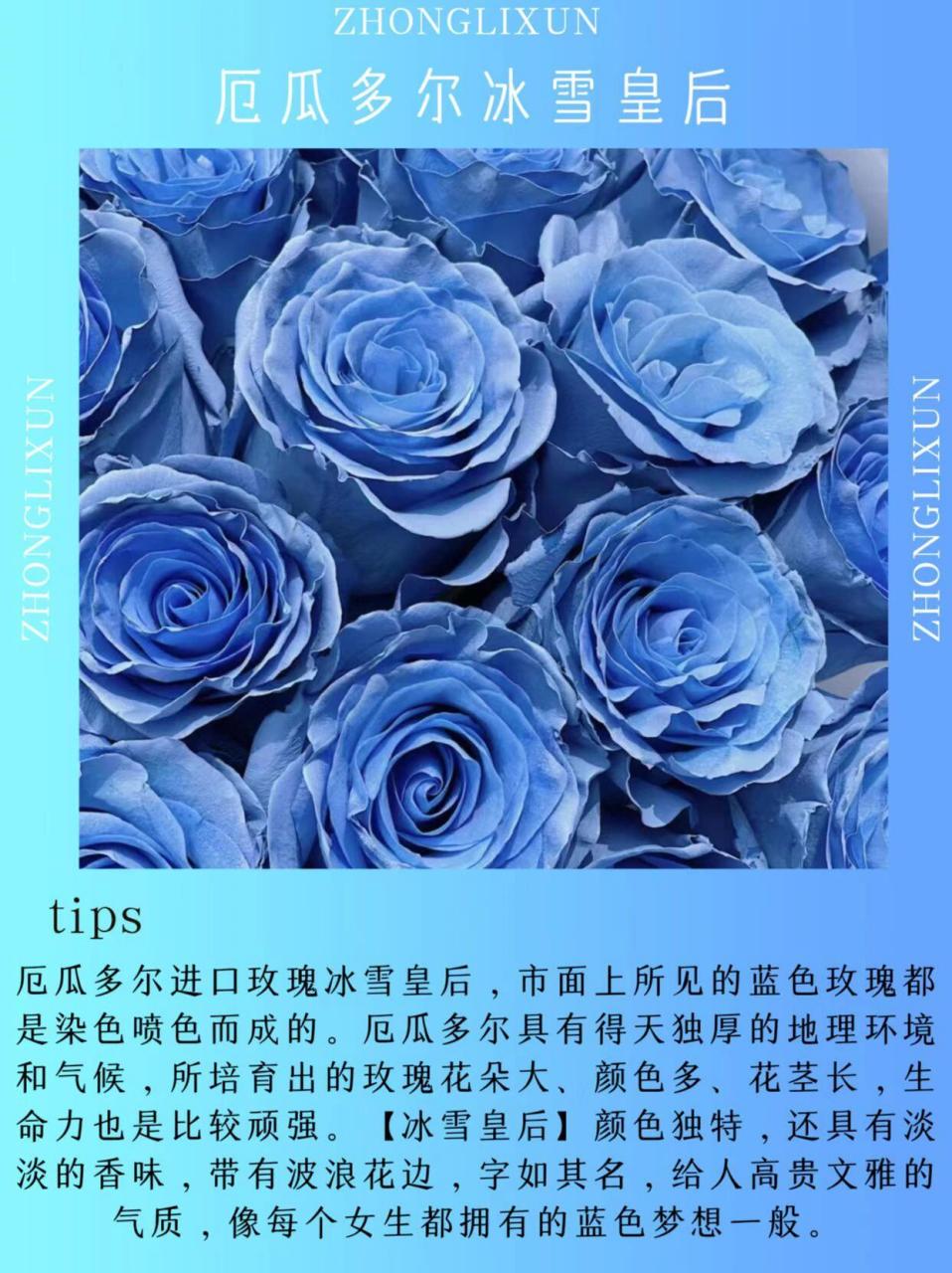 单品认识| 厄瓜多尔进口玫瑰冰雪皇后 厄瓜多尔进口玫瑰冰雪皇后,市面