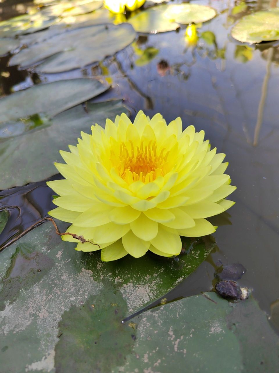 完美花型 睡莲普拉卡    大型耐寒品种,45cm以上外盆口径直接种植,或