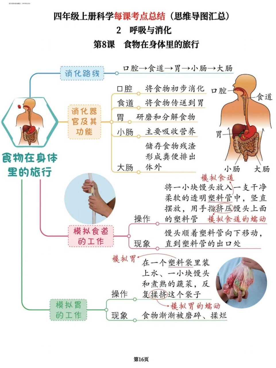 四上科学思维导图汇总🔥🔥🔥🔥