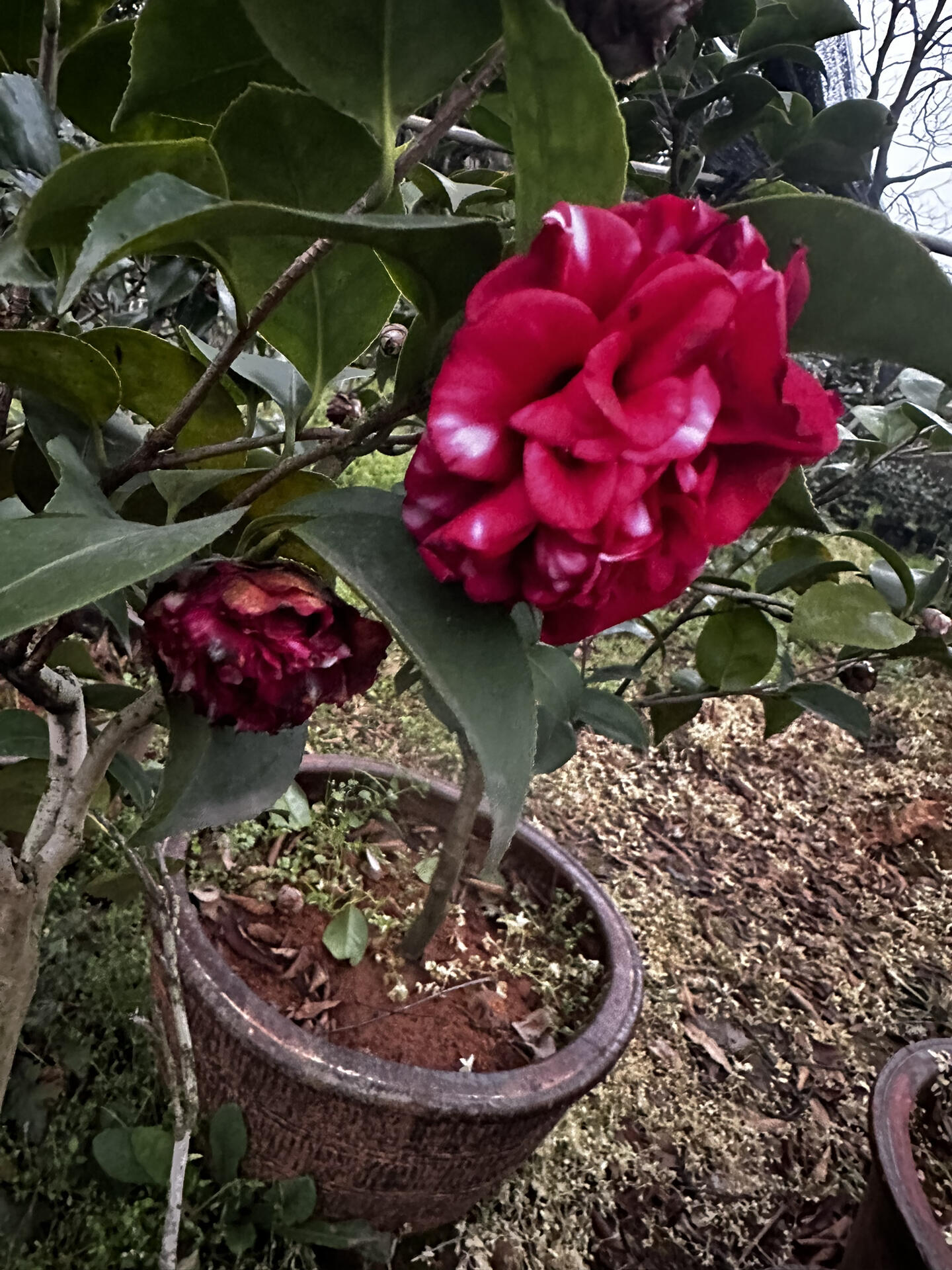 茶花来了 花佛鼎 珍惜老品种茶花