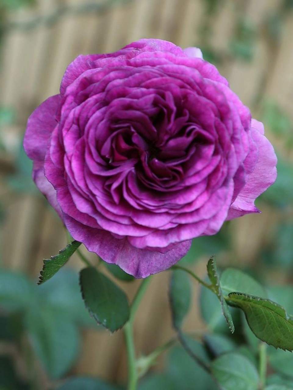 密涅瓦 比利时月季 目前最纯正的紫色月季,很紫很紫,纯正的紫色.