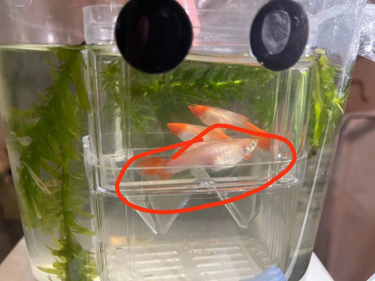 这是怀孕了还是腹水了,求救啊 虽然养了不少鱼,但是怀孕的孔雀鱼都没