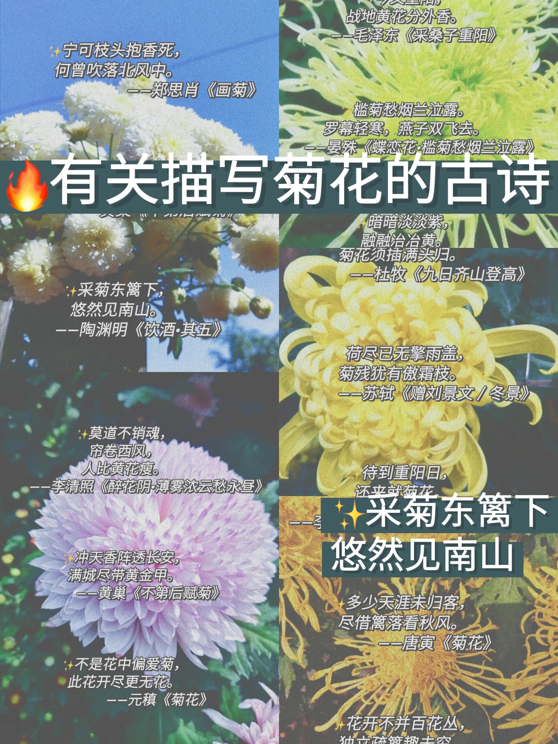 菊花怎么形容图片