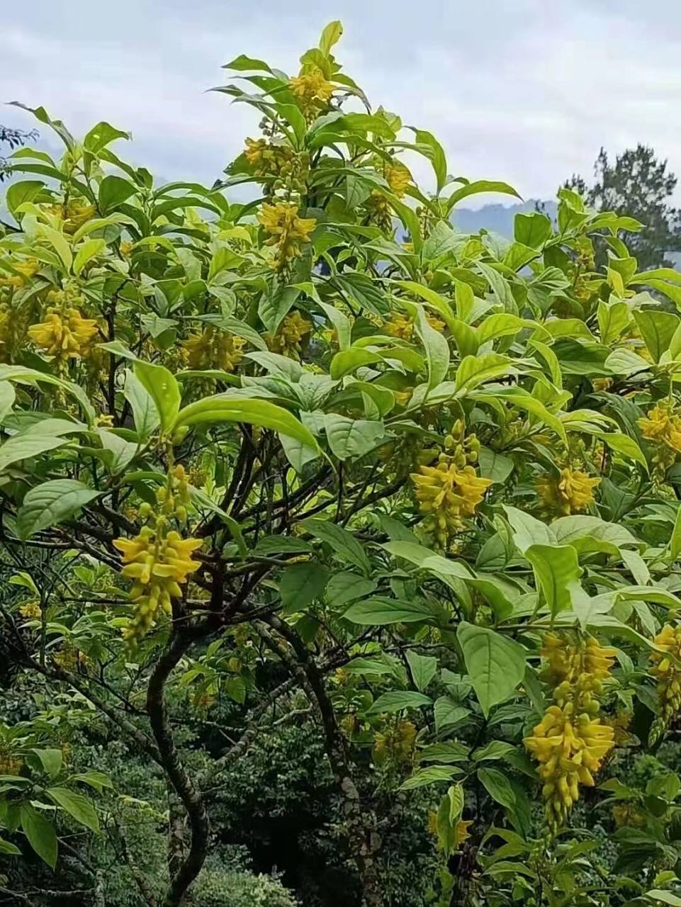 野生黄花倒水莲花,一款好喝,功效又好的花茶: 黄花倒水莲功效很多,有