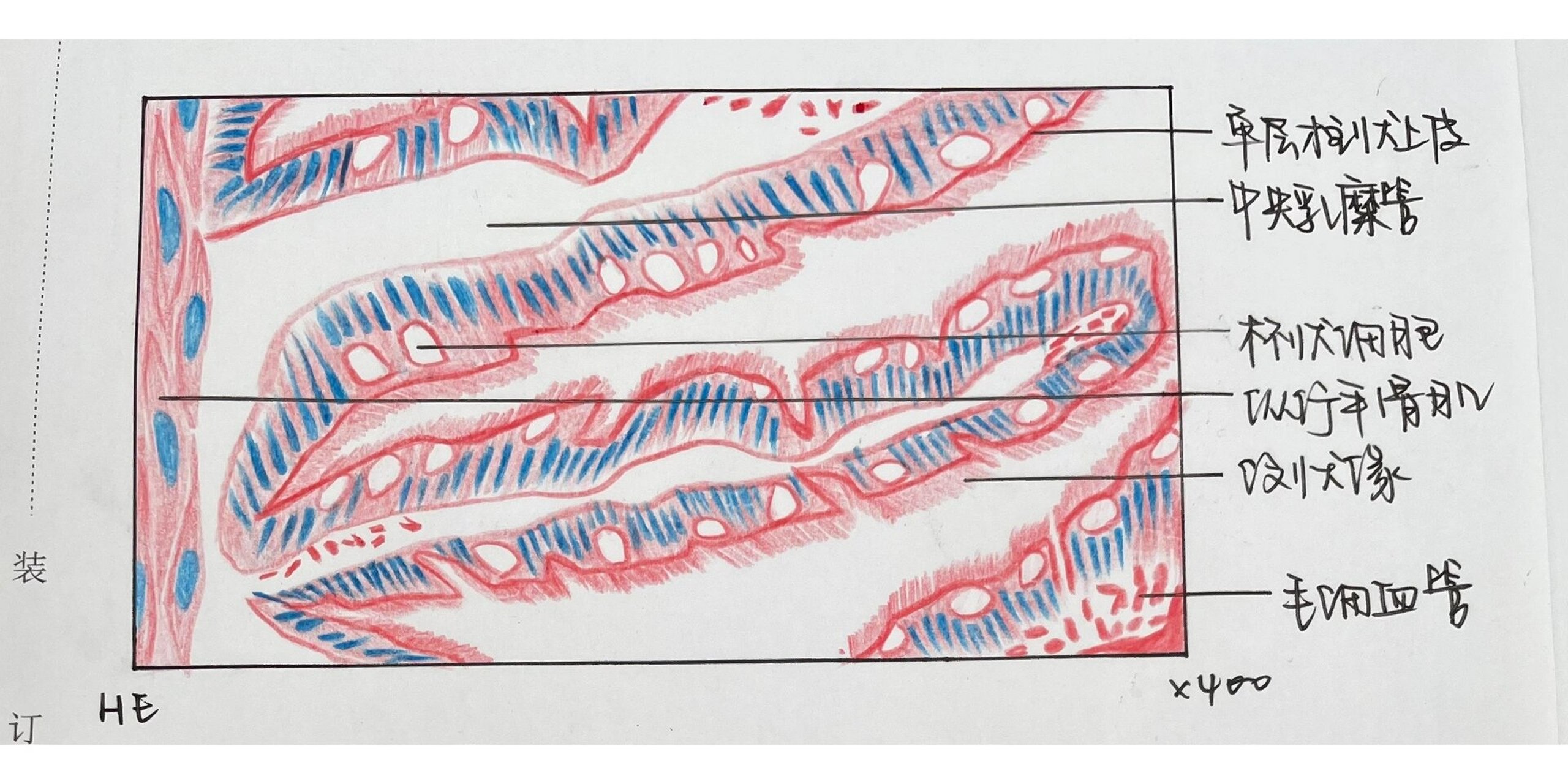 小肠绒毛组胚作业红蓝铅笔图