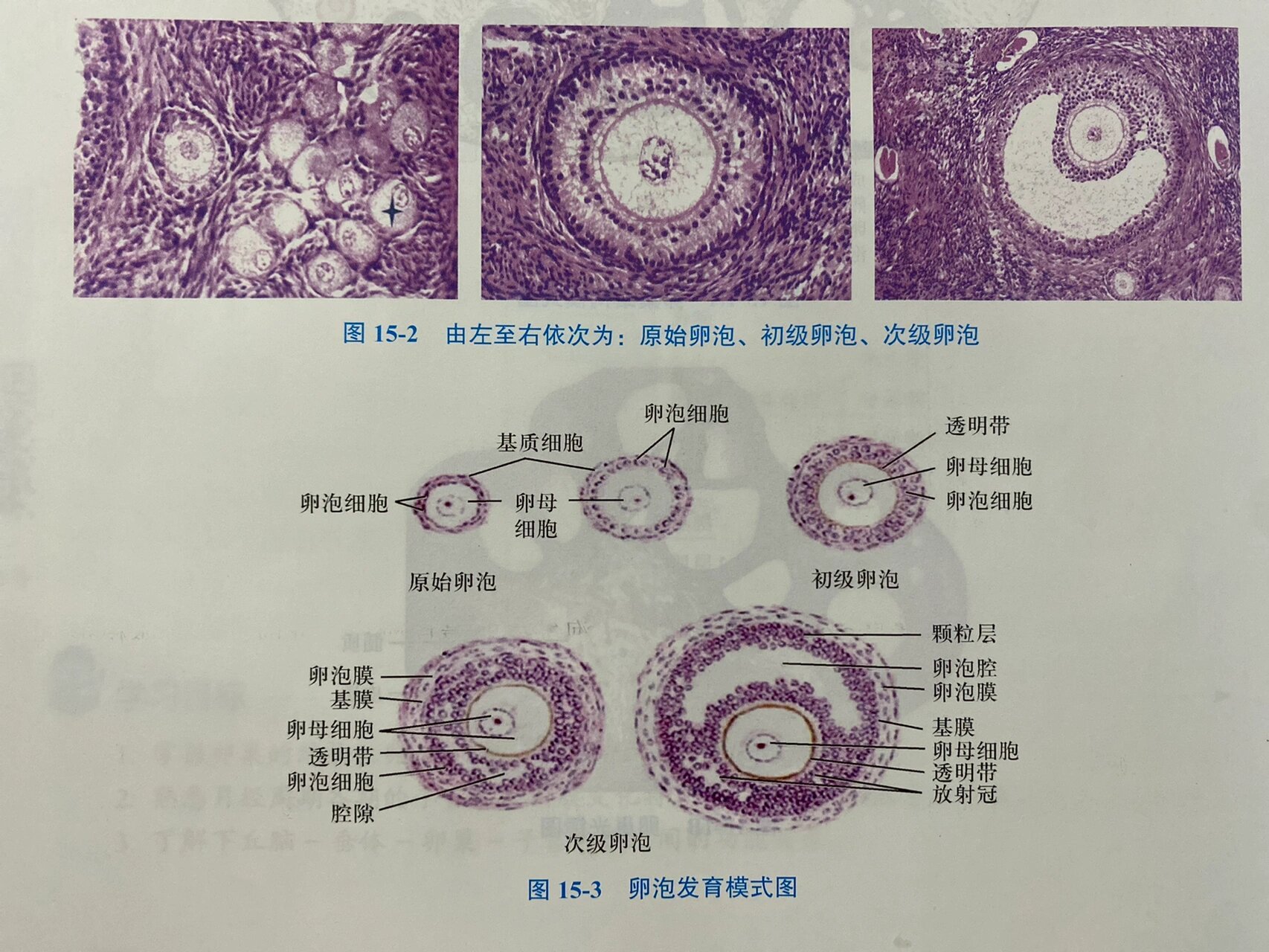 次级卵泡结构图图片