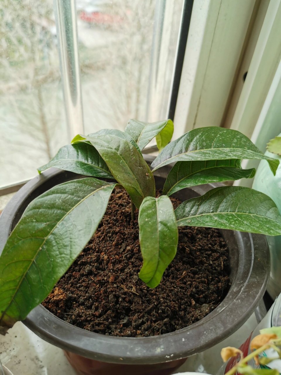 比较幸运的打开了一个已经生根发芽的芒果核,本来种在瓷盆里,后来挖