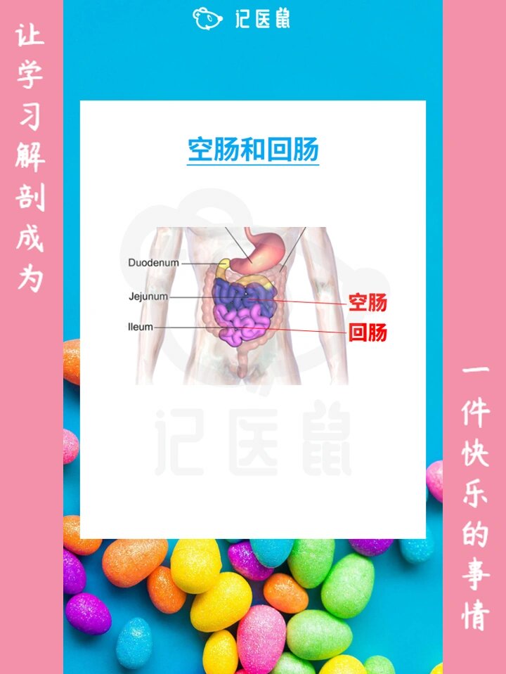 小鼠空肠回肠解剖位置图片