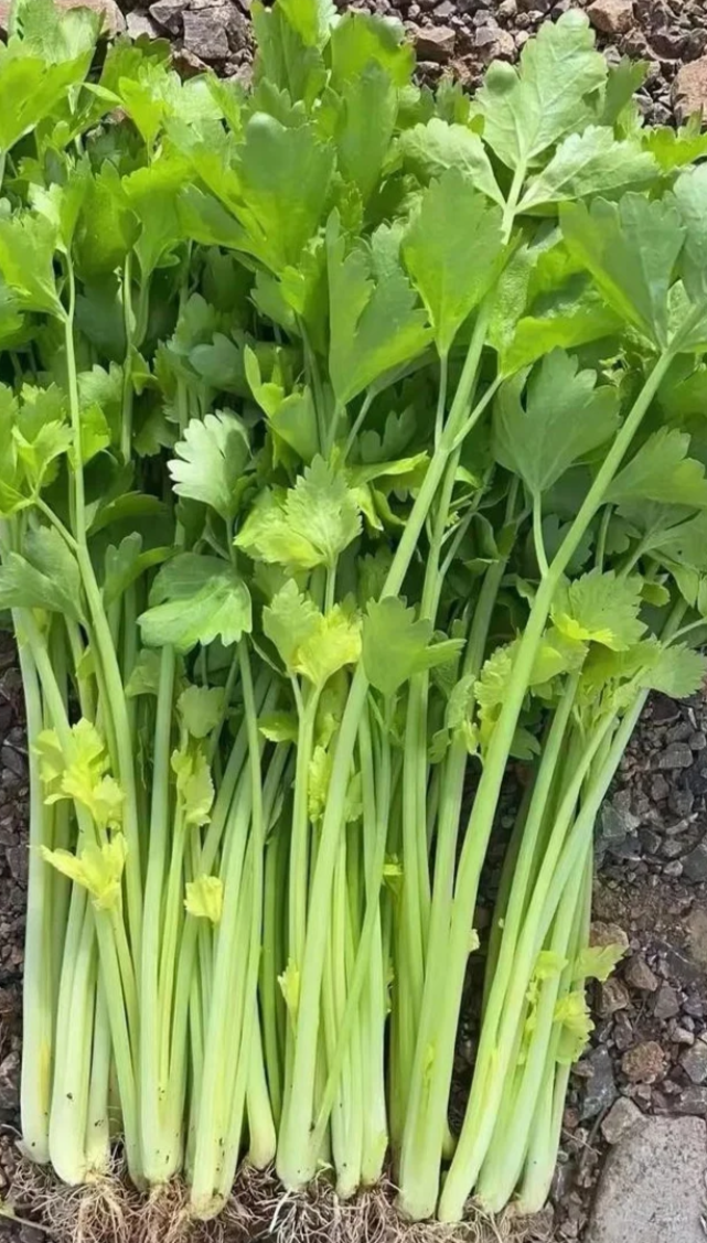 芹菜杀精的说法没有科学依据