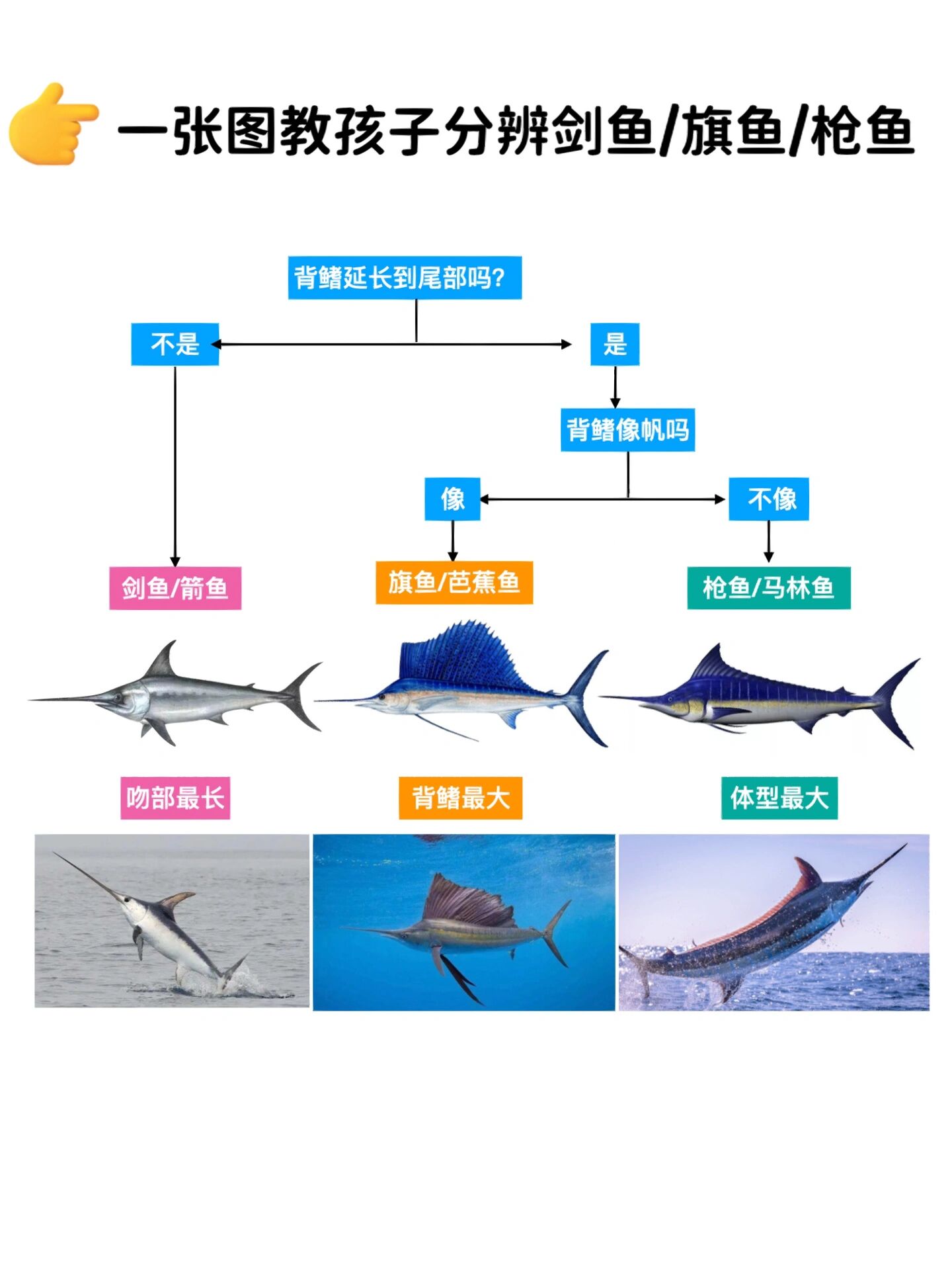 一张图教孩子分辨剑鱼/旗鱼/枪鱼95 这三种鱼95因为长着尖尖的嘴