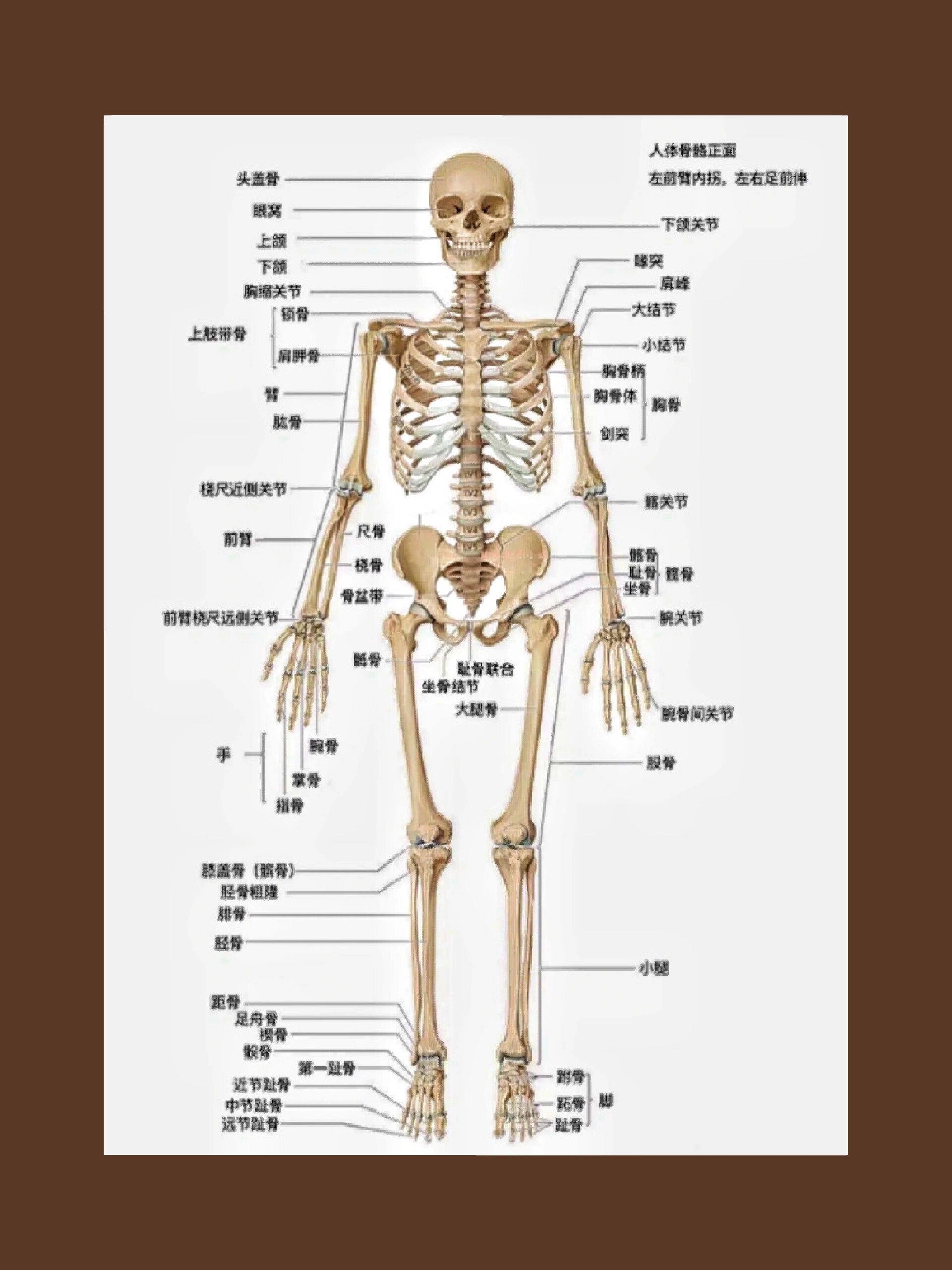 肋骨1到十二图片 人体图片