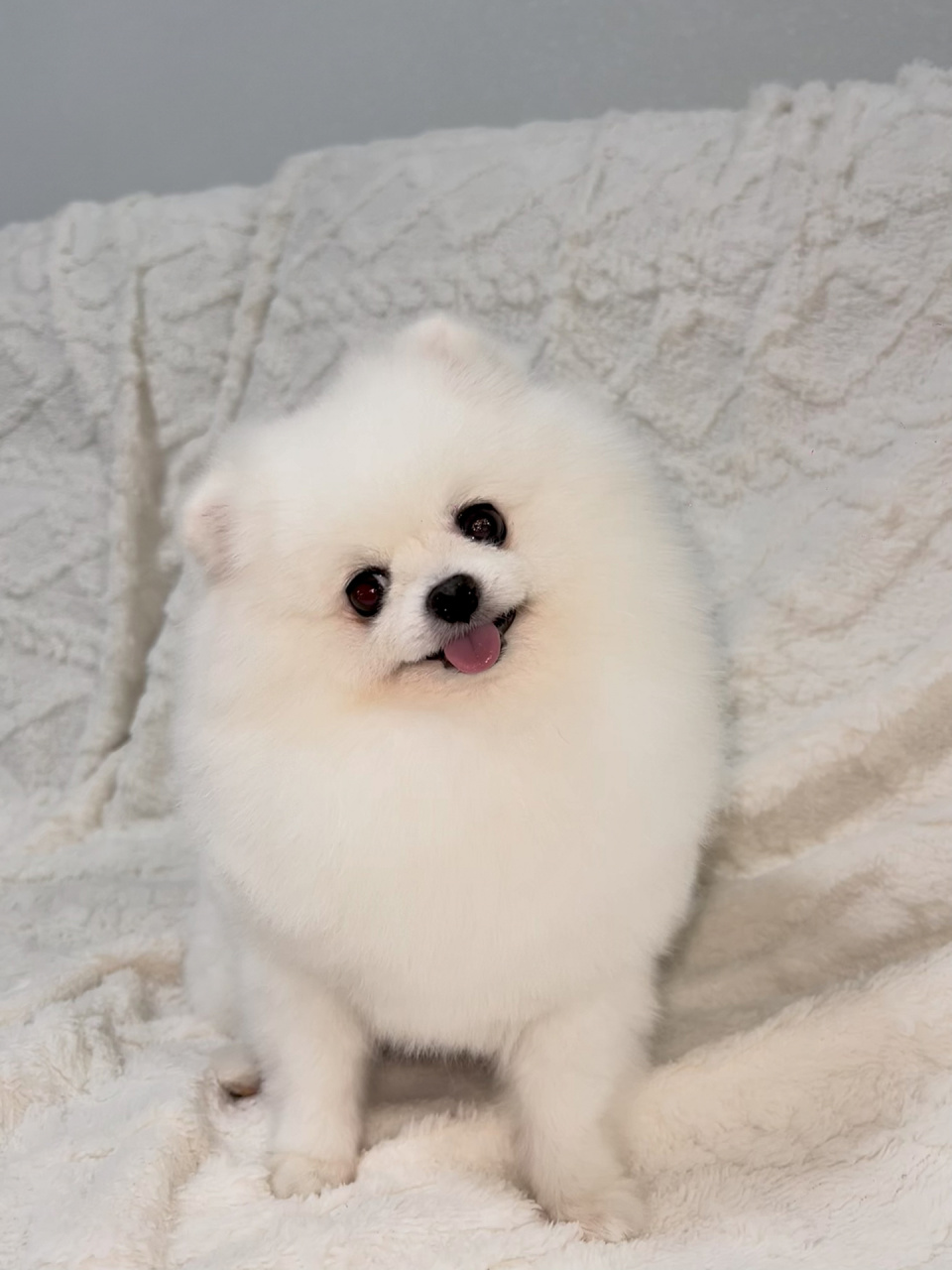 你们的博美都是多少钱买的?