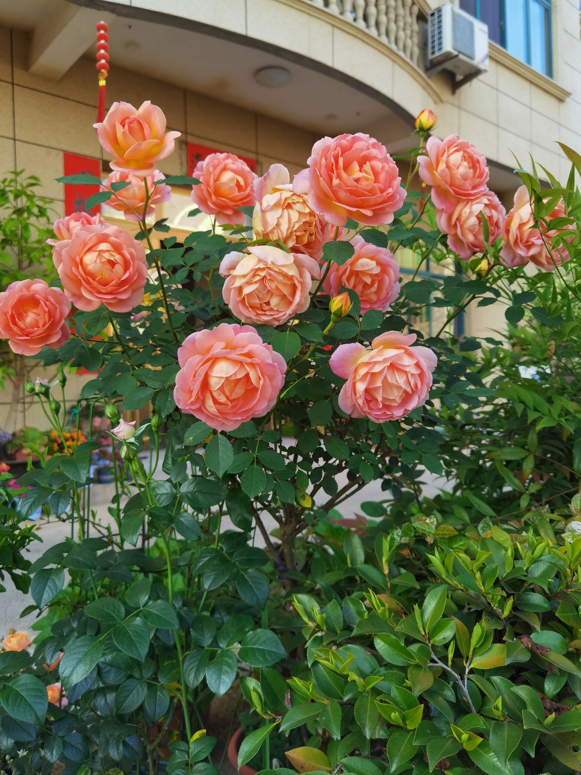 月季花夏洛特夫人