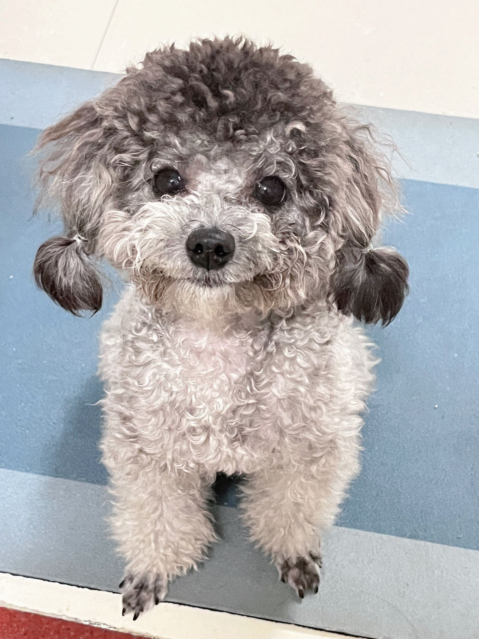 灰泰迪扎辫子 姨姨们,看我扎了小辫子可不可爱