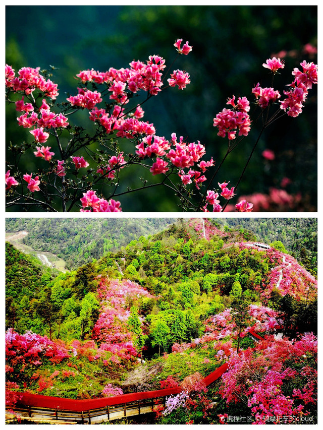 天峡杜鹃花图片