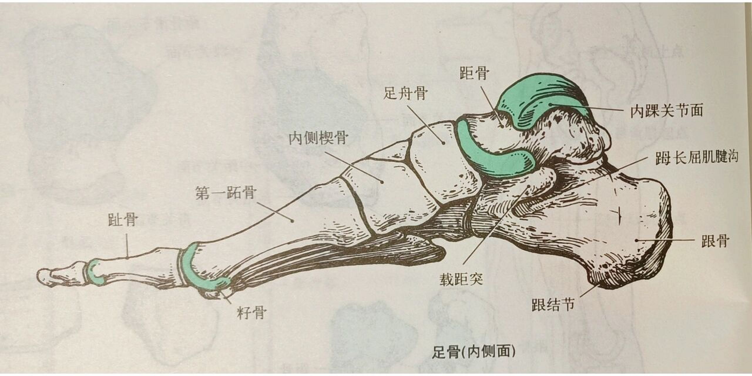 解剖-足部骨骼