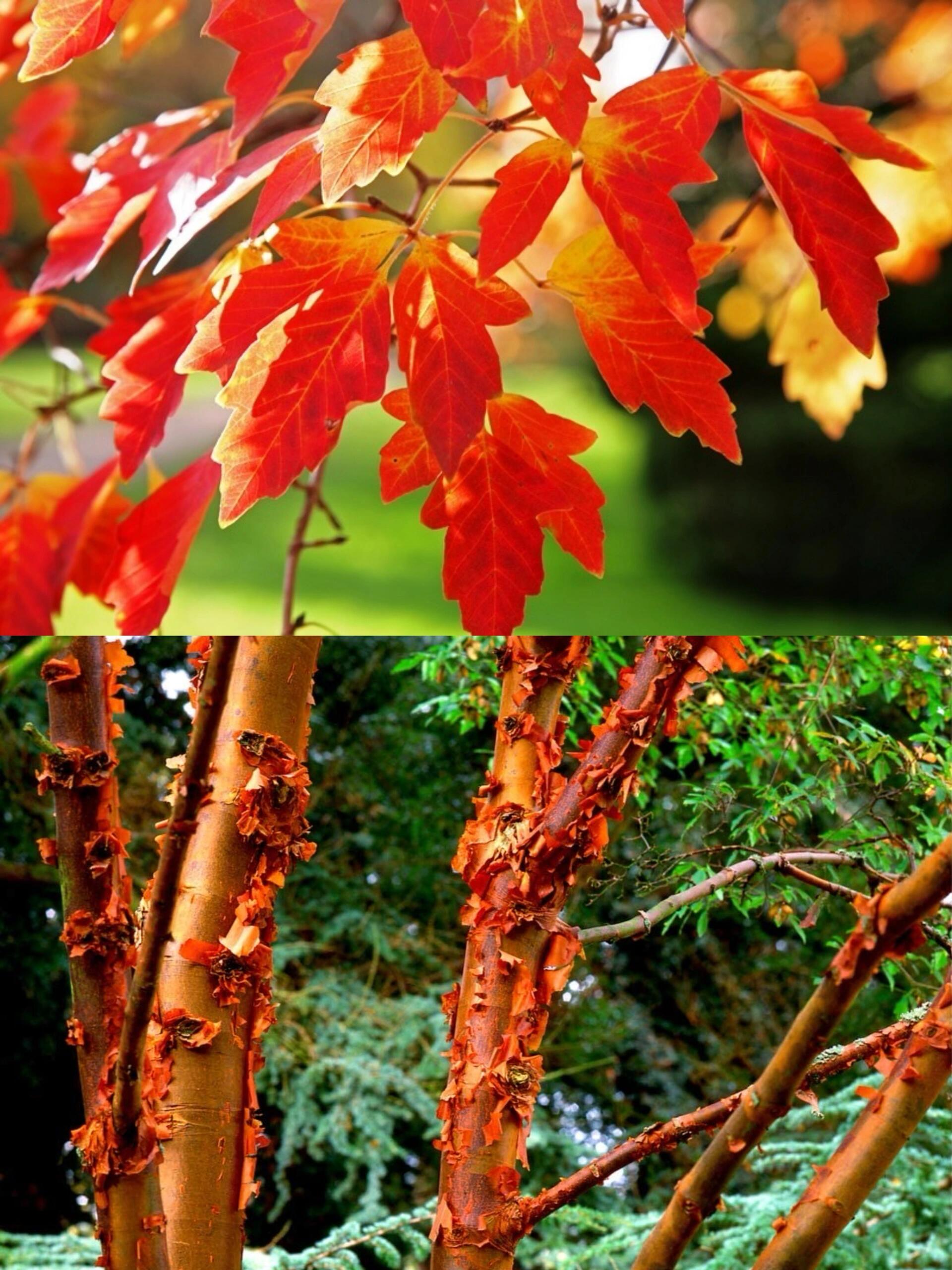 93血皮槭acer griseum 血皮槭以触感,肉桂色,剥落的树皮而闻名,因此