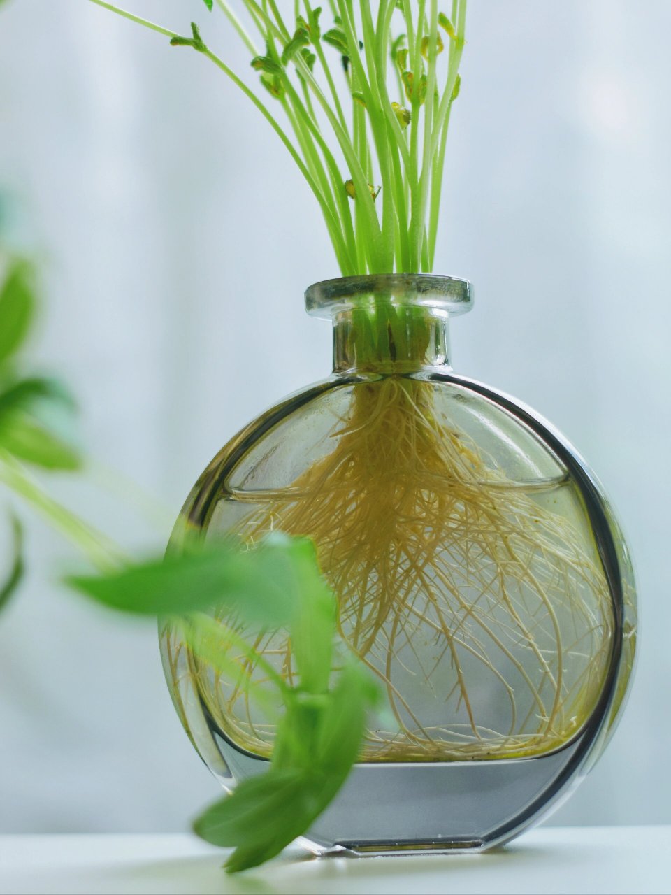 水培豆豆也好看,夏日,水培绿豆吧 绿豆除了用来煮绿豆汤,水培起来也不