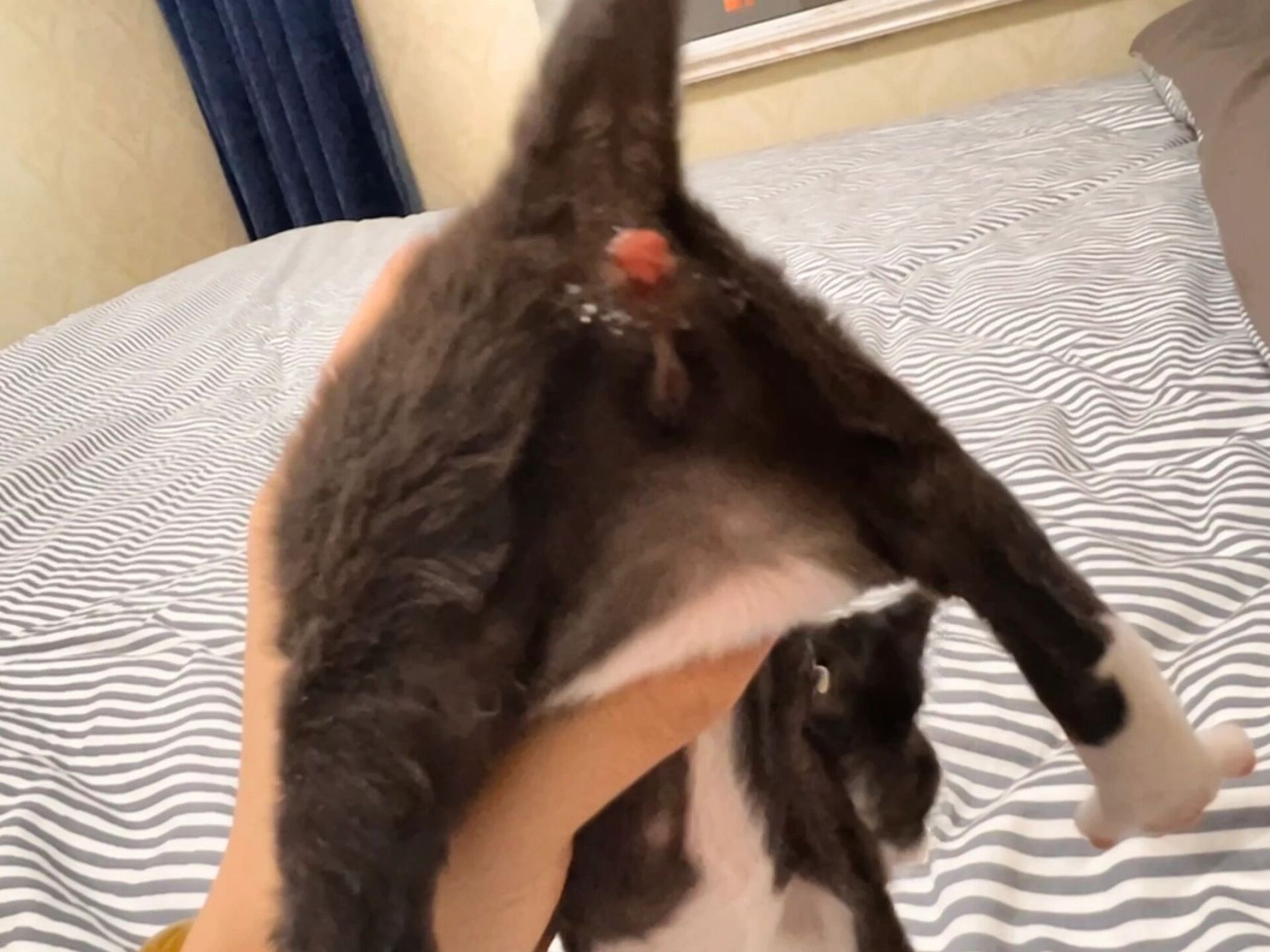 咋回事呀 25天的小猫肛门外翻怎么办啊 问宠物医院说太小了没法治  我