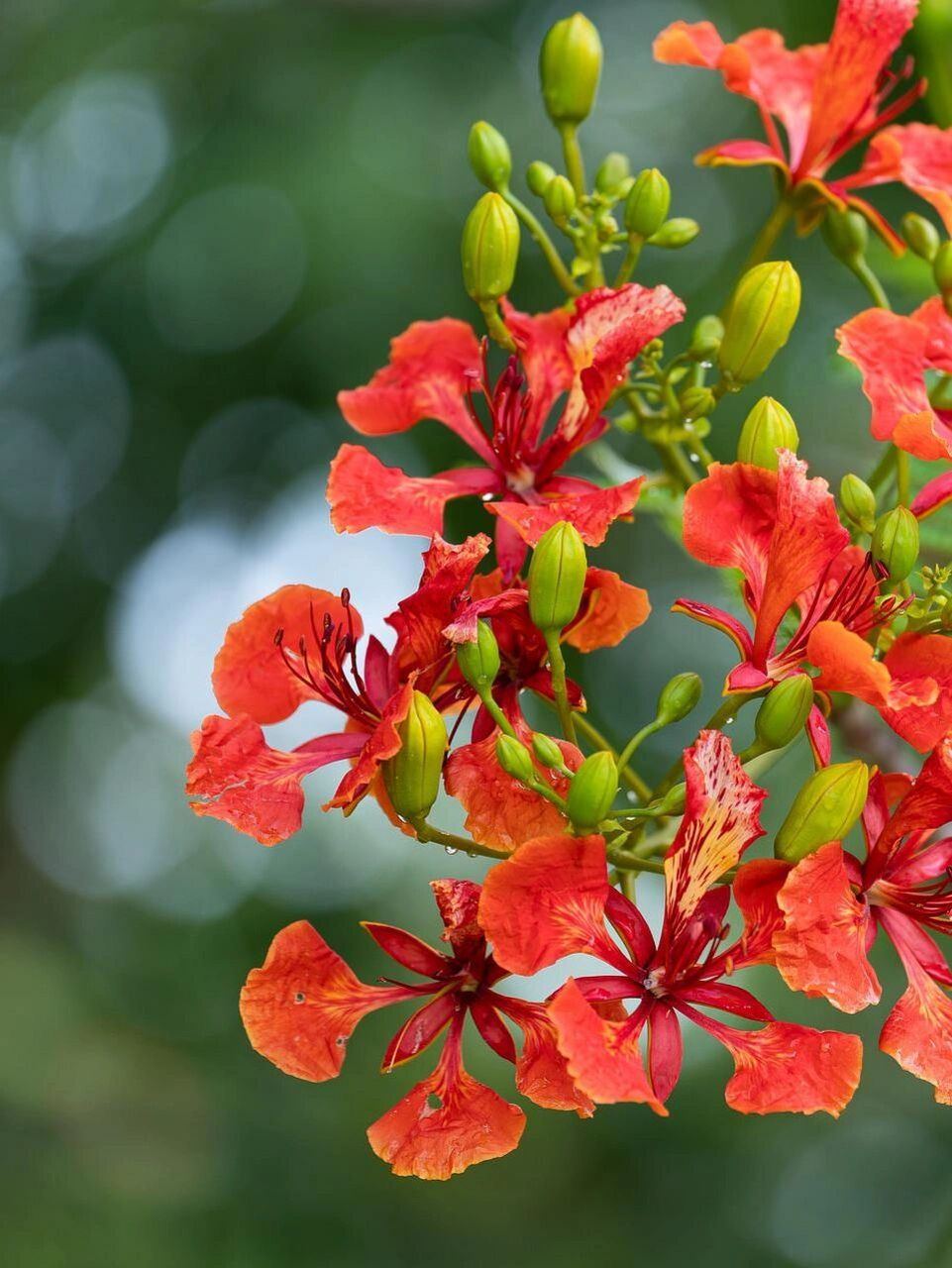 花语故事:凤凰花    传说,古时候西方卫罗国有一个王女.