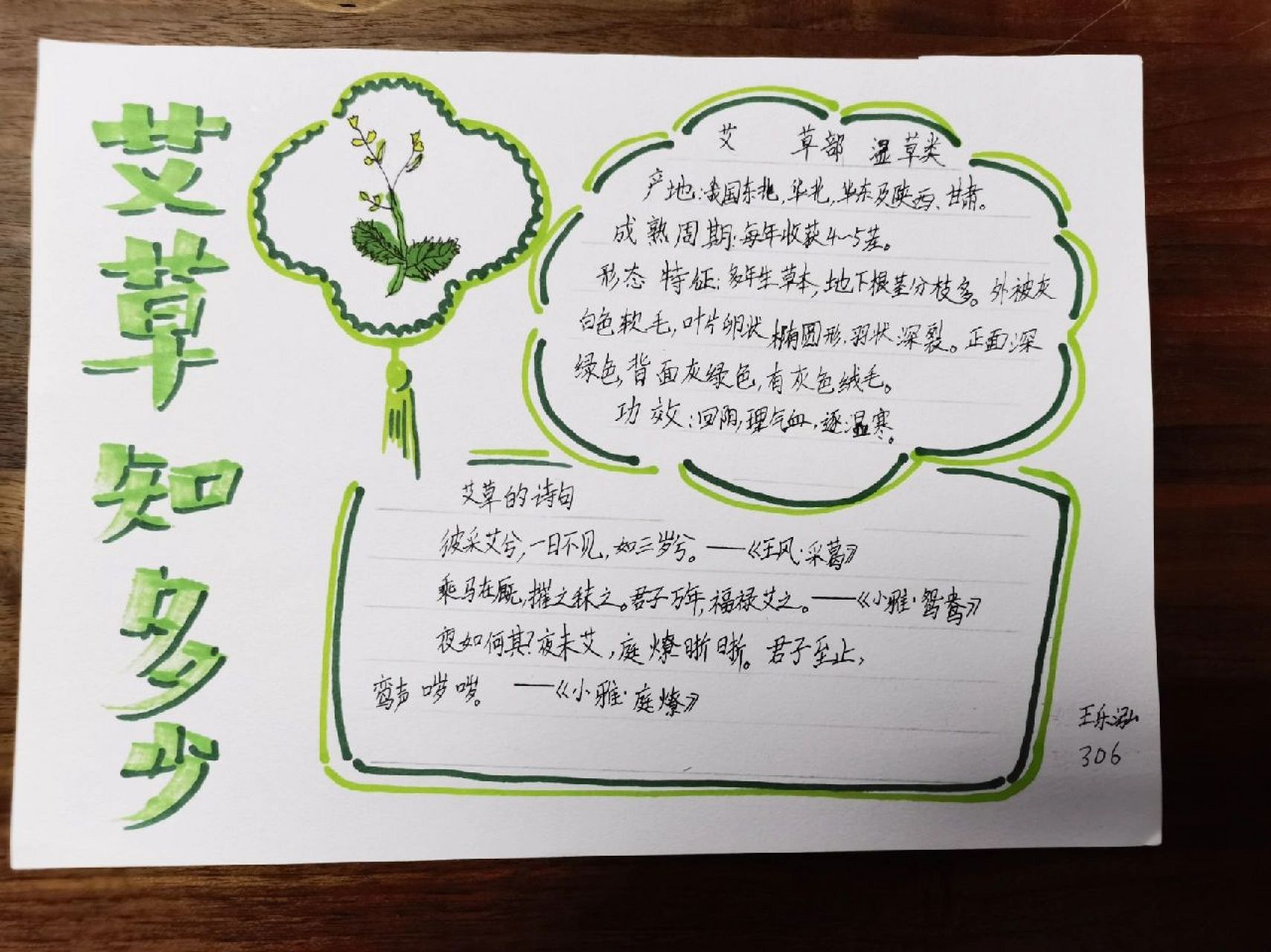 端午节 自制艾草小报～乐泓学习分享 端午节到了,学校布置了艾草主题